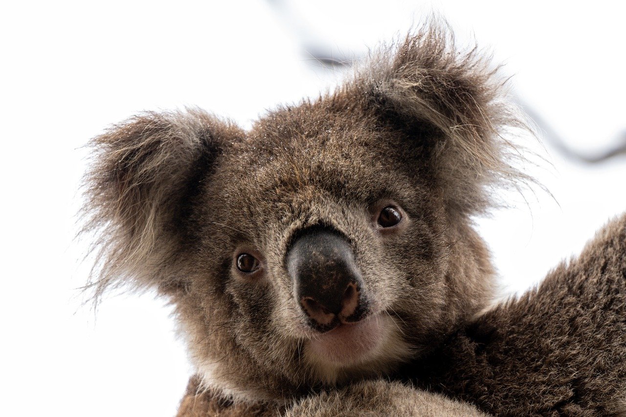 Animales que solo verás en Australia.